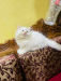 Traditional Persian female Cat